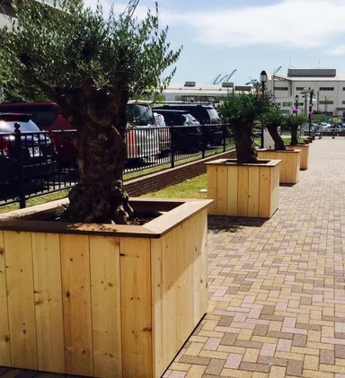 樹齢約150年のオリーブが4本