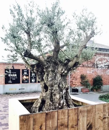 樹齢約300年のオリーブが3本