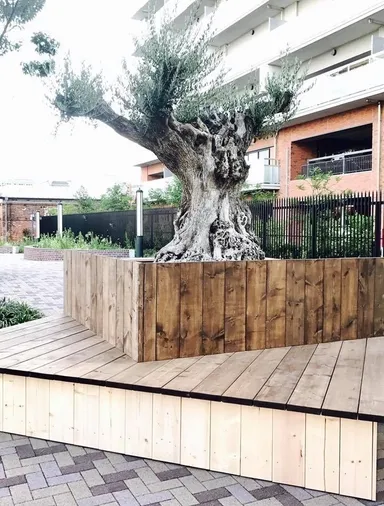 樹齢約500年のオリーブがお迎えします！