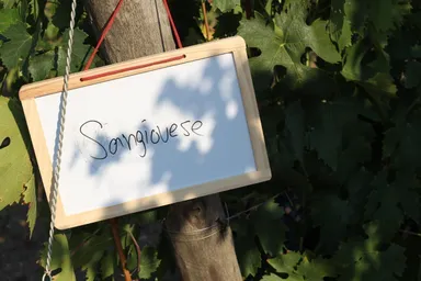 「昔からその土地にある」品種を究める