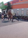 上州太鼓の公演
