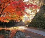 懐古園の苔むした石垣と色鮮やかな紅葉