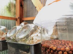 グリーンハウス内：発芽中
