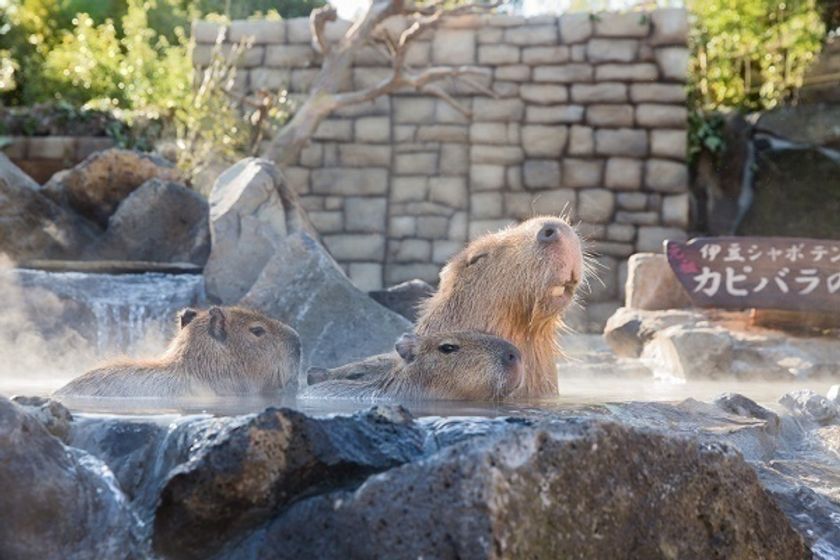 巨大生物 世界一大きい動物たち Infoseekニュース