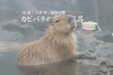 2017-18 カピバラの露天風呂 2