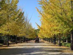 この秋も！西武鉄道・西武観光バスが相互協力し秩父ミューズパーク展望台行き早朝臨時急行バスを往復運転！