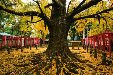 子授け銀杏（東京）