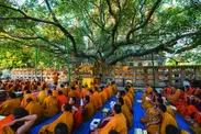 悟りの木、菩提樹（インド・ブッダガヤ）