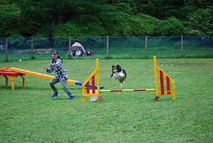 (2)ギャンブラー・アジリティ大会