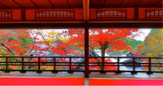 京都・柳谷観音で紅葉イベントを11月11日より開催　菊ともみじの限定御朱印や上書院におけるアート展示を実施