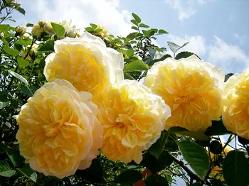 イングリッシュローズ：モリニュー