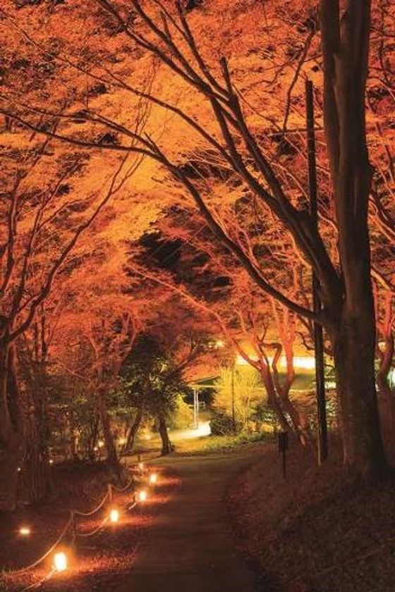 京都・大津市内より一足早く、
比叡山の紅葉がまもなく見頃を迎えます！