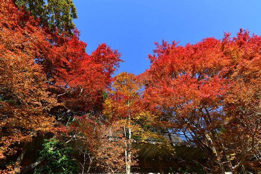 六甲高山植物園　赤・黄・橙の色の共演
「紅葉」がピークを迎えました！