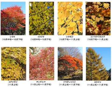 六甲高山植物園の紅葉木