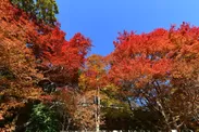 六甲高山植物園 園内の紅葉木　約250本