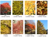 六甲高山植物園の紅葉木