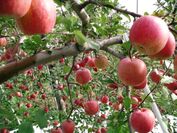青森市産りんごは今が旬。「りんごフェア」12/1～3開催　青森市産りんごは香りが違う！！
