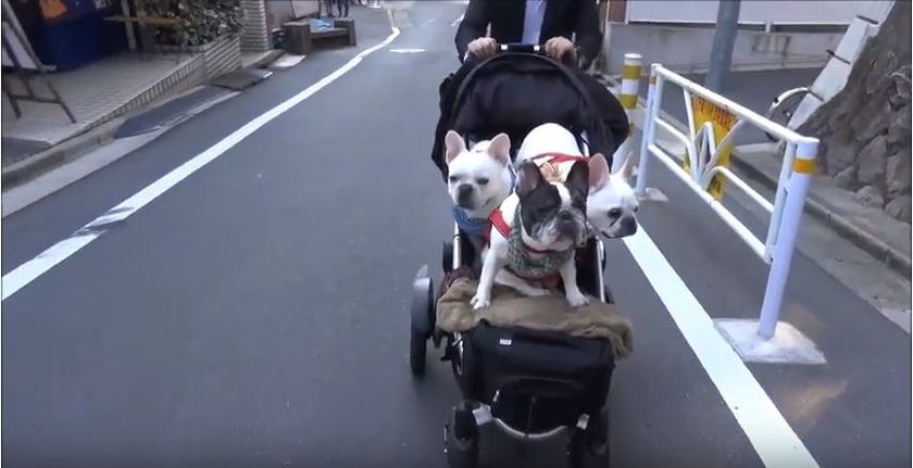 ワンちゃんも高齢化が進行
散歩したくても歩けない「散歩問題」を人間用ベビーカーで解決！
使い方動画と乗りやすいオプション付きで販売開始