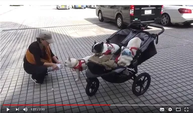 お散歩中のお水休憩