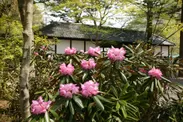 春の湯西川温泉