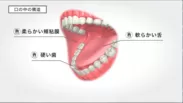 口の中の構造