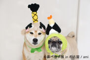 “鼻ぺちゃ犬”が名古屋きたる！来場者数ついに2万人突破の写真展企画12/8～12/24開催