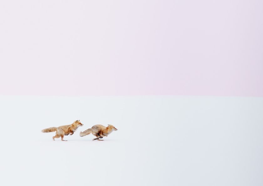 写真集『follow me ふゆのきつね』
2017年11月20日(月)発行