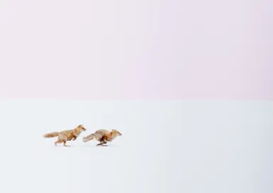 「National Geographic Travel Photographer of the Year」ネイチャー部門1位 受賞作品