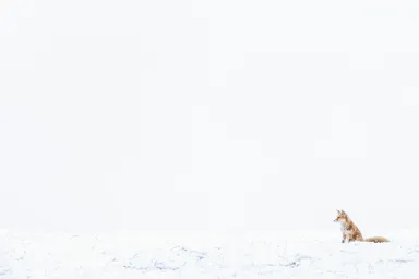 follow me ふゆのきつね