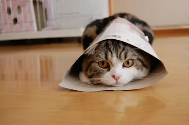 (C) mugumogu/ANIMALZinc.