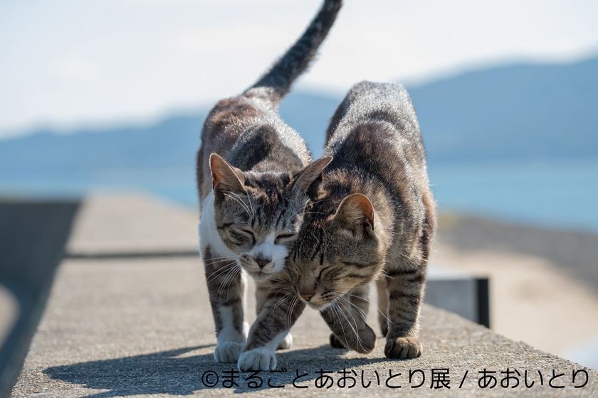 鼻提灯 猫 島ねこの写真家 あおいとり 活動休止を決定 過去から最新まで0作品がならぶ最後の個展1 12 21に開催 株式会社baconのプレスリリース