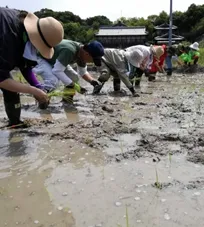みんなで並んで田植え♪