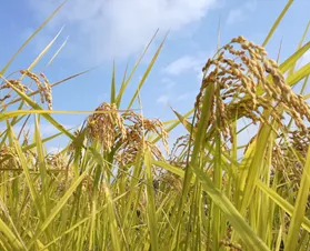 台風でも元気な私たちの稲