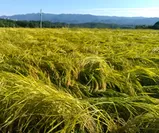 台風で倒れた地元の稲