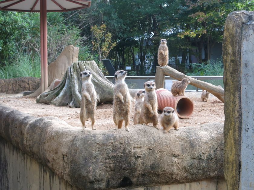 とくしま動物園がクラウドファンディングを実施 ミーアキャットのおうち応援プロジェクト 12 1開始 徳島市のプレスリリース