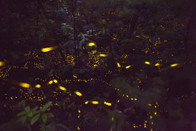 ヤエヤマボタル メイン