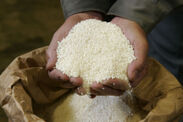 三河みりんの原料となる米