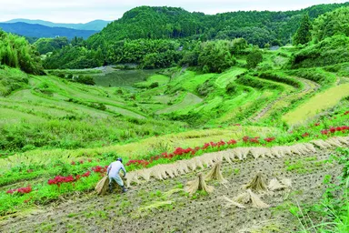 担い手不足に陥る棚田(岡山県久米南町)