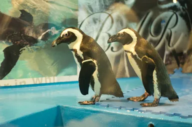 店内のペンギン_2