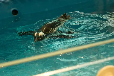 店内のペンギン_4