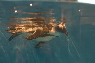 店内のペンギン_5