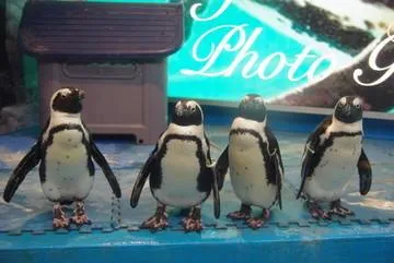 店内のペンギン_6