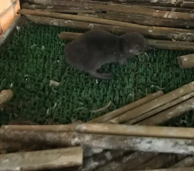 元気に歩き回る子供