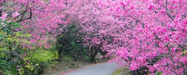 日本一早い桜を楽しむ花見ウォーキング