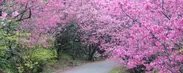 日本一早い桜を楽しむ花見ウォーキング