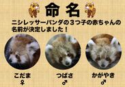 ニシレッサーパンダの3つ子の赤ちゃんの名前が決定！熱川バナナワニ園“冬のレサパン祭り”開催