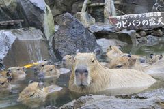 カピバラも“ゆず湯”で風邪予防？！冬至の12/22～期間限定で「カピバラのゆず湯」を開催