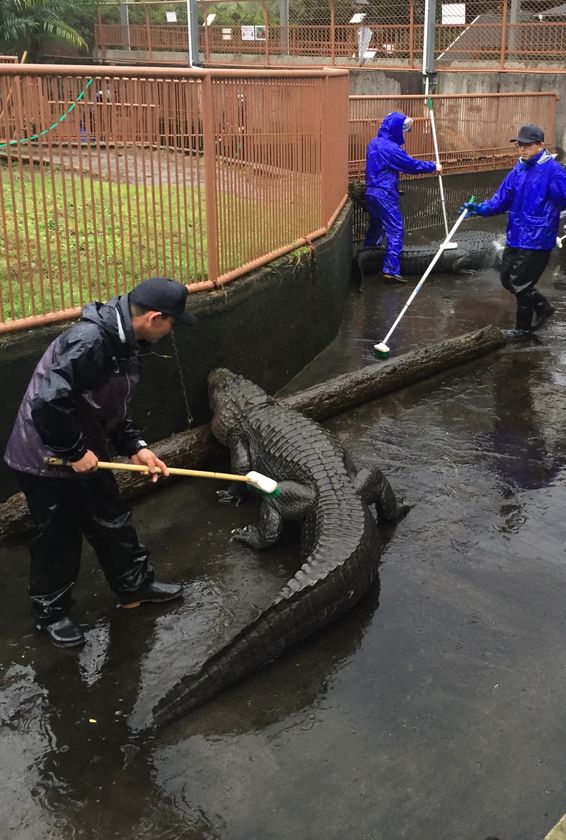 体長約3mのワニの背中を ゴシゴシ ブラッシング 熱川バナナワニ園 年末恒例のワニ池大掃除を12 26実施 株式会社 熱川バナナワニ園のプレスリリース