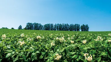 場面写真(美瑛)