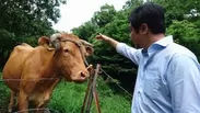 熊本県の視察時 あか毛和牛(赤牛と)
